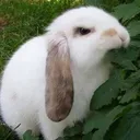 AngryBunnySleepy