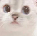 AGC_Catwhat