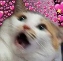 omgcat