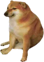 cheems cheems