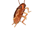 dance_roach