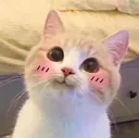 CuteCat1