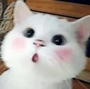 CuteCat2