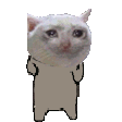 sadcatdance