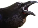 D2S_M_cawggers