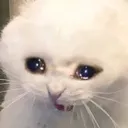 upsetcat