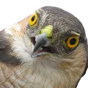 confusedSparrowhawk2
