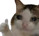 sadcat_thumbsup
