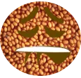 beanbite beanbite