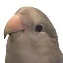 Birb Birb
