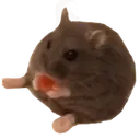 Rat