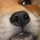fluffysniff