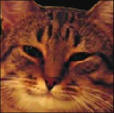 satiscat