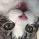happy_catto_but_upside_down