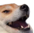 AZ_dogkek