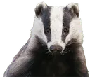 BadgerWhat