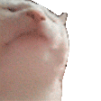 cat_dance