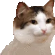 partyCat