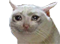 9814_kat custom emote from Nephthy$