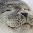 HappySeal