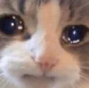 catcri catcri