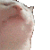 catvibin Discord Emoji