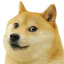 doge doge