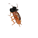 CucarachaDanzante
