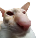 Moow