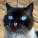 WOT