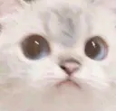 CatWeird