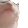 CatJAM