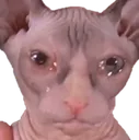 sadpigeon