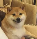 dogfeli