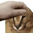 C1_petpetFLOPPA