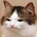 KC_CatAngry KC_CatAngry