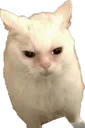 catMad catMad