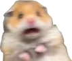 ShockedHamster