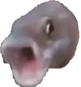 fishpog