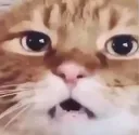 cat_huh cat_huh