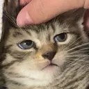 Annoyed Cat Discord Emoji