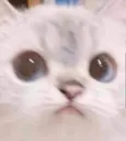 catwut