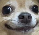 TiccDoggo6
