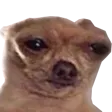dogwot dogwot