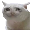 sadcat