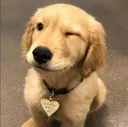 dogWink
