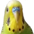 katxwiZuko