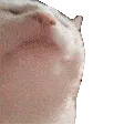 catJAM catJAM