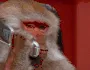 ApeSupport3