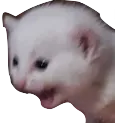 cattoscream